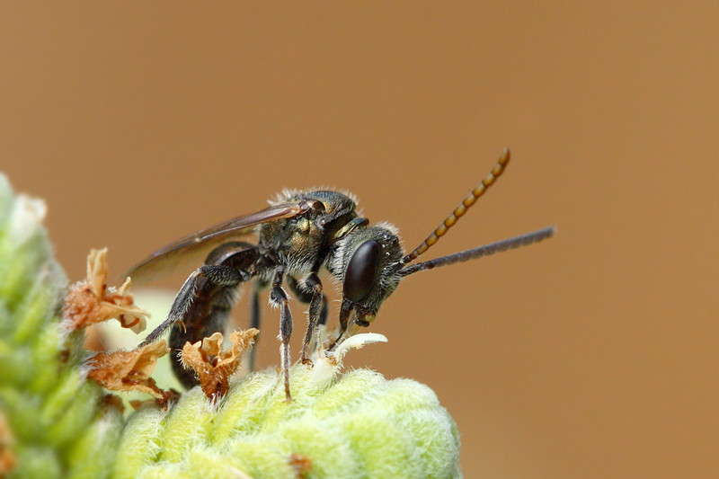 Apidae Halictinae: cfr. Lasioglossum sp., maschio
